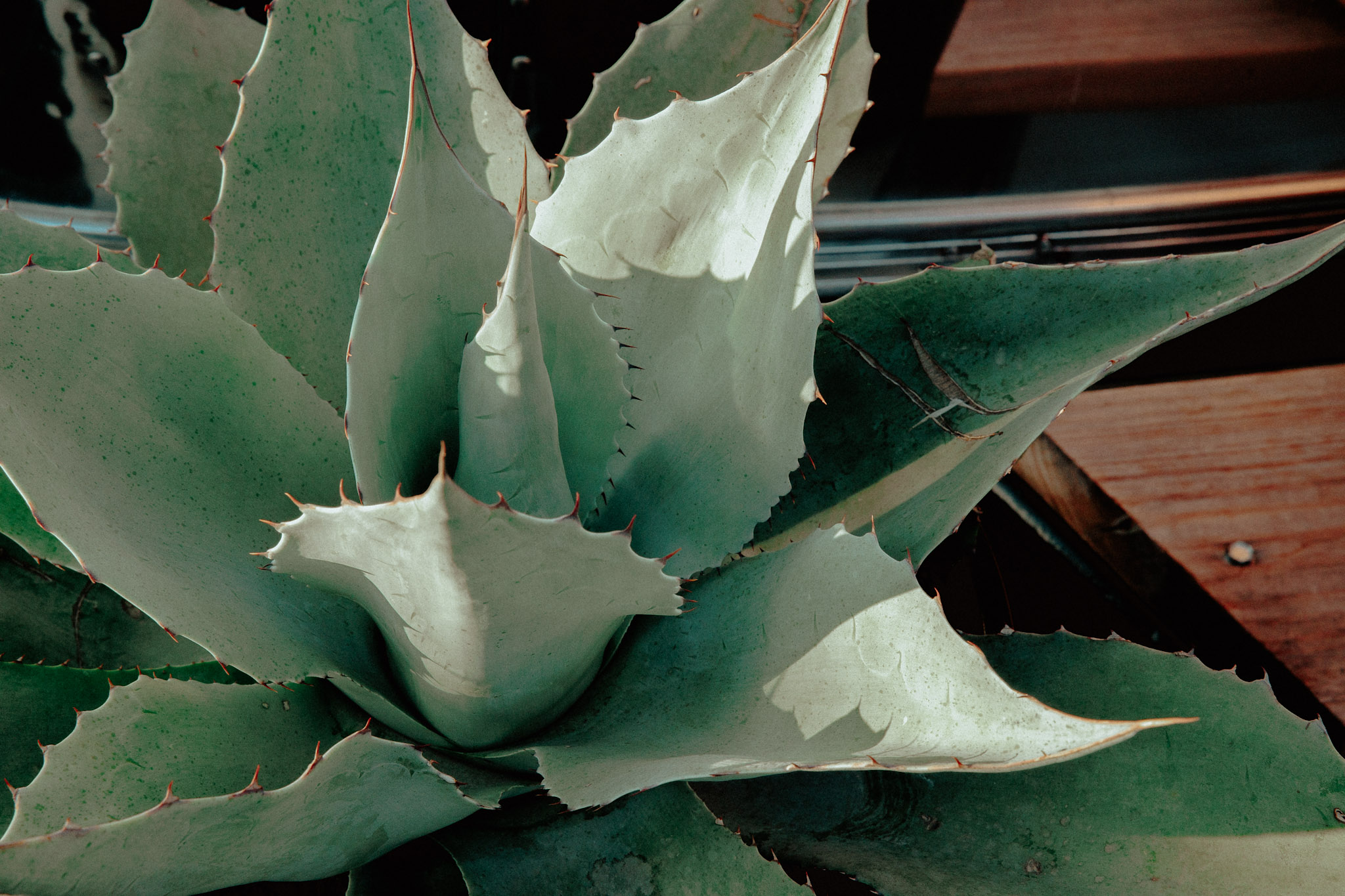 Agave detail in the desert landscaping at Hotel SOMA Fort Worth